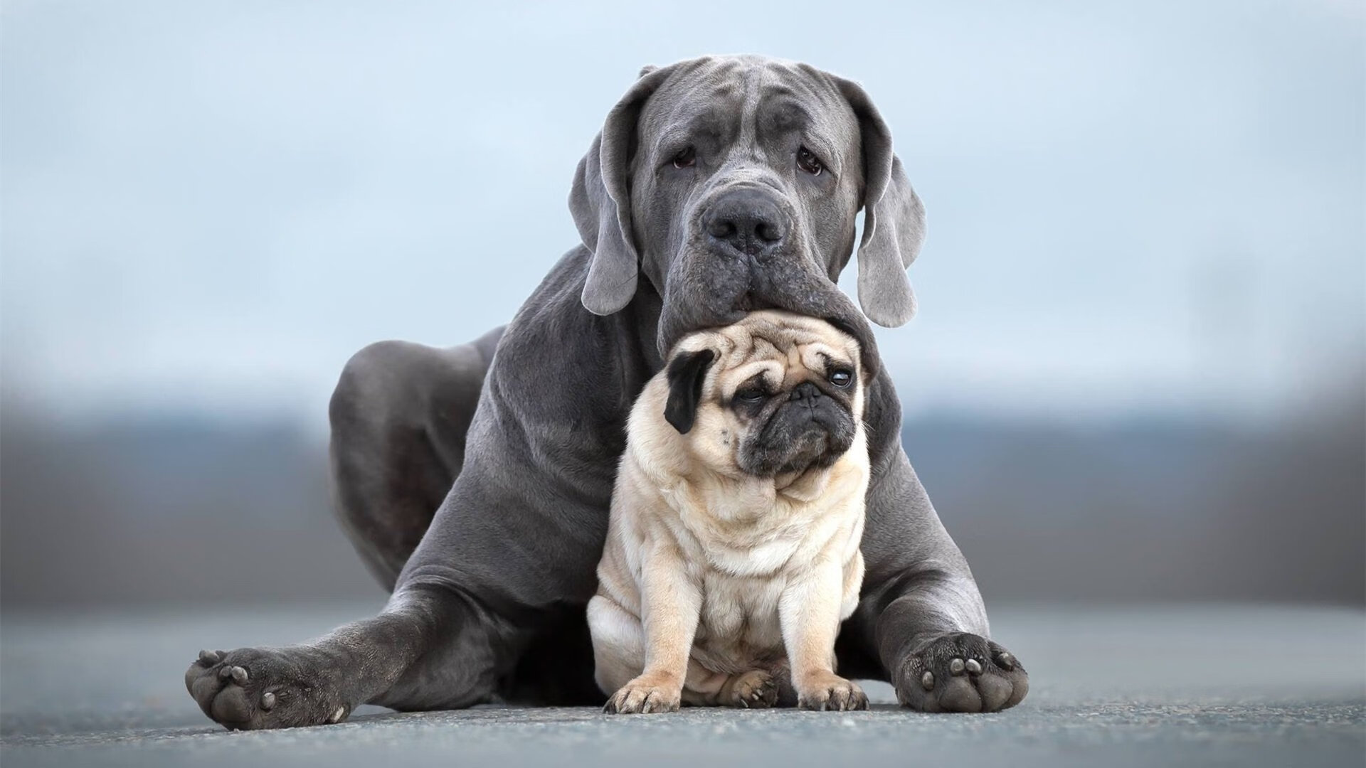 米兰登录入口-体育新闻中心构建体育多语种内容传播平台，体育新闻专题报道