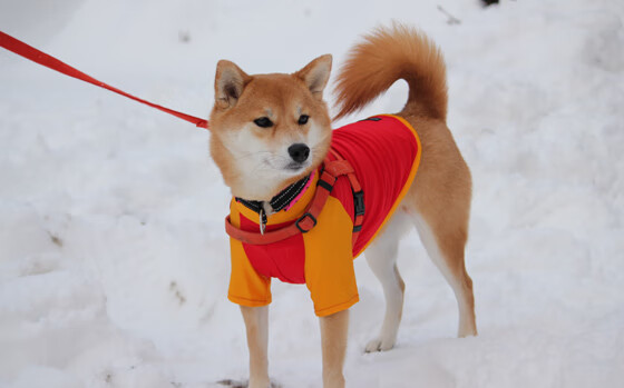 -俱乐部青训人才培养机制不完善，俱乐部青训条件