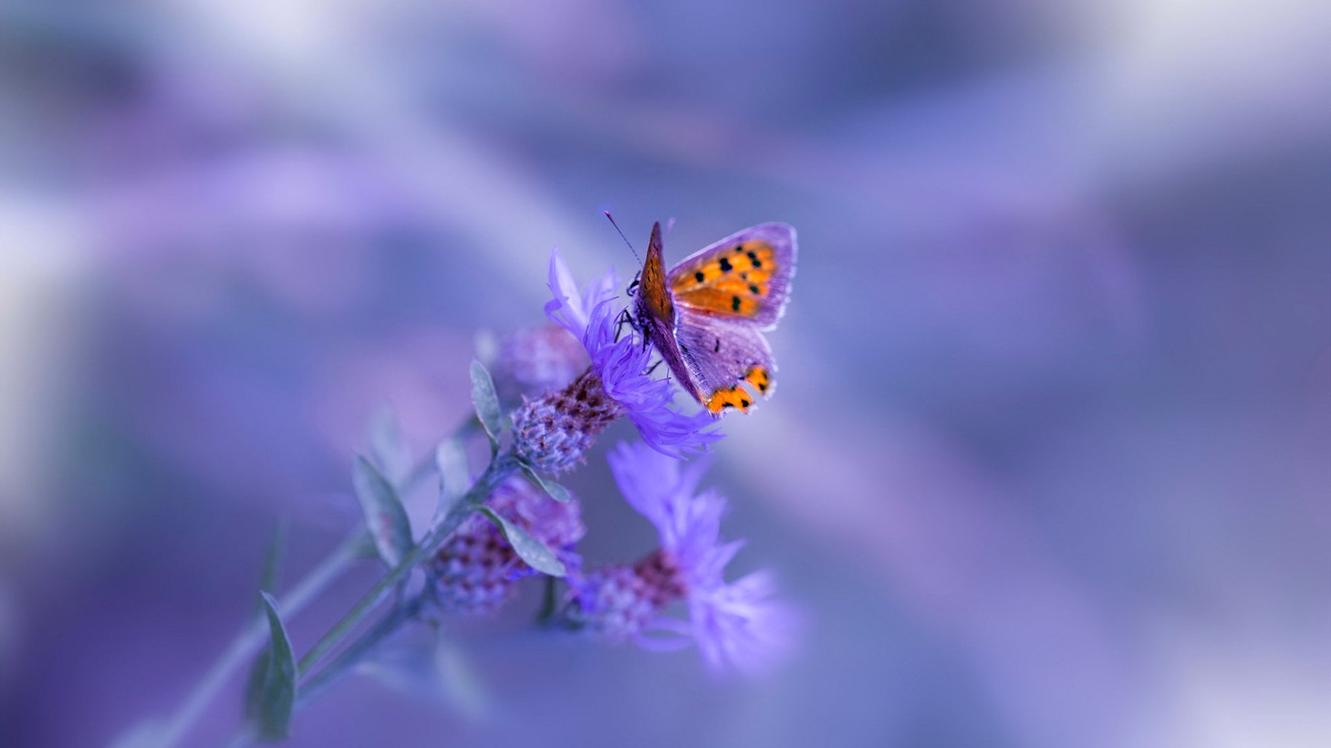 米兰登录入口-利物浦保持高压推进持续威胁球门，利物浦ywna