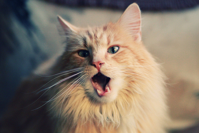 米兰体育APP-杨瀚森场均贡献全面攻防俱佳表现抢眼，杨瀚森 篮球