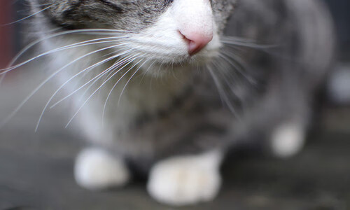 Milan Sports-波兰队未来发展规划：如何通过多元化训练提升队员整体能力，波兰球队强吗