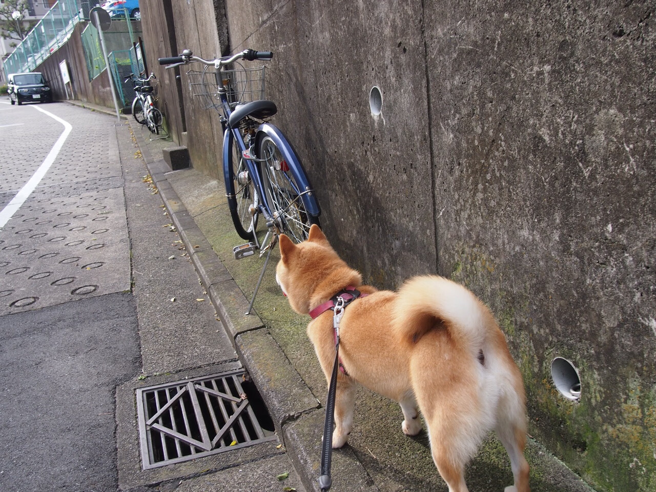 米兰体育APP-球员出场时间与得分效率的比例分析，球员出场名单c什么意思