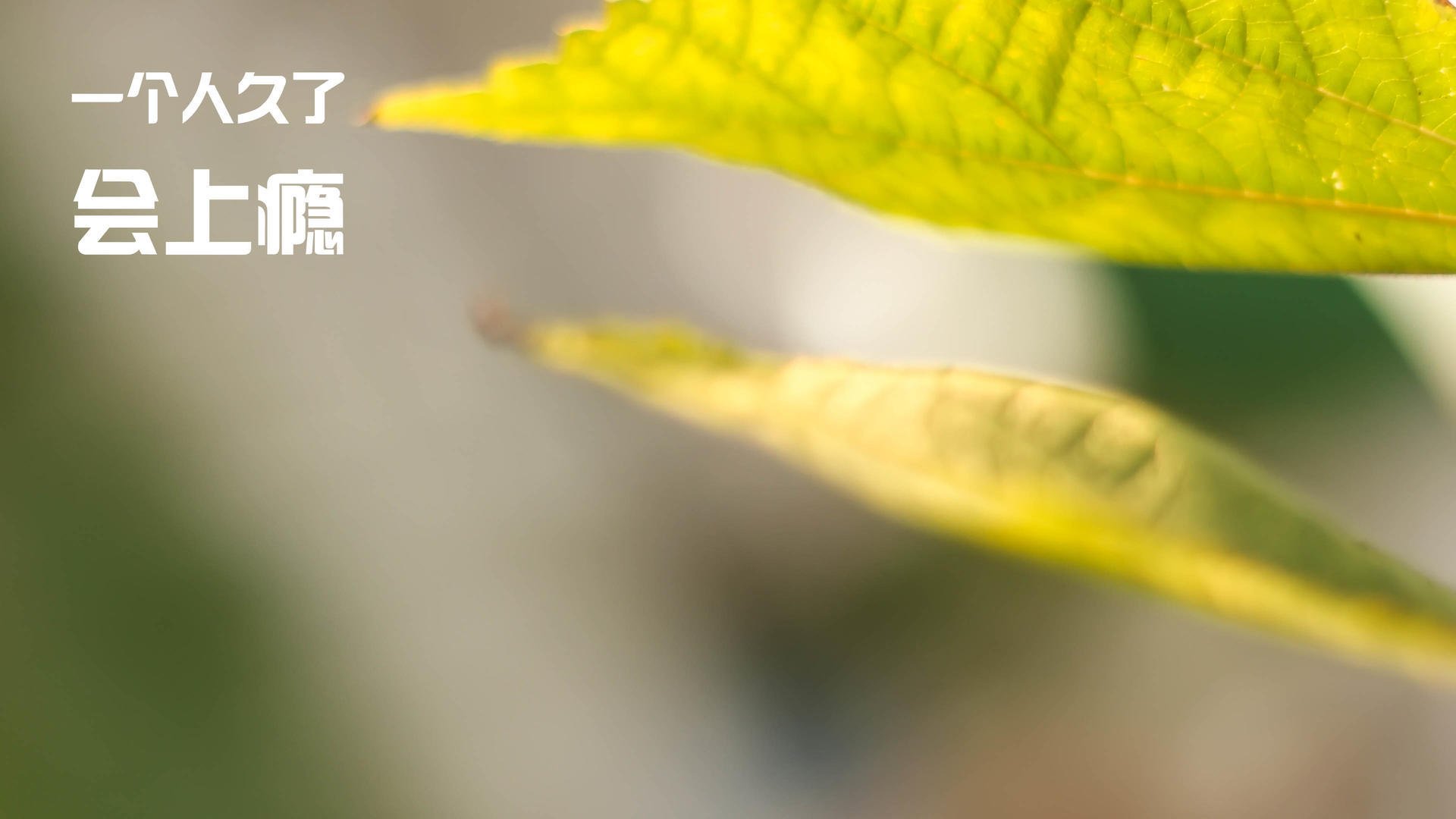 MILANSPORT下载-美国队赛制解析：如何在赛制中快速适应并迎接强敌挑战，美国队赛事