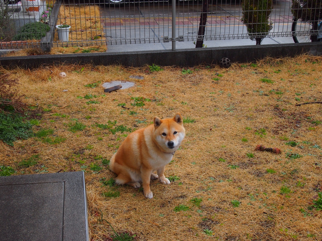 米兰体育APP-自由泳终段冲刺节奏明显加强，自由泳节奏配合口诀