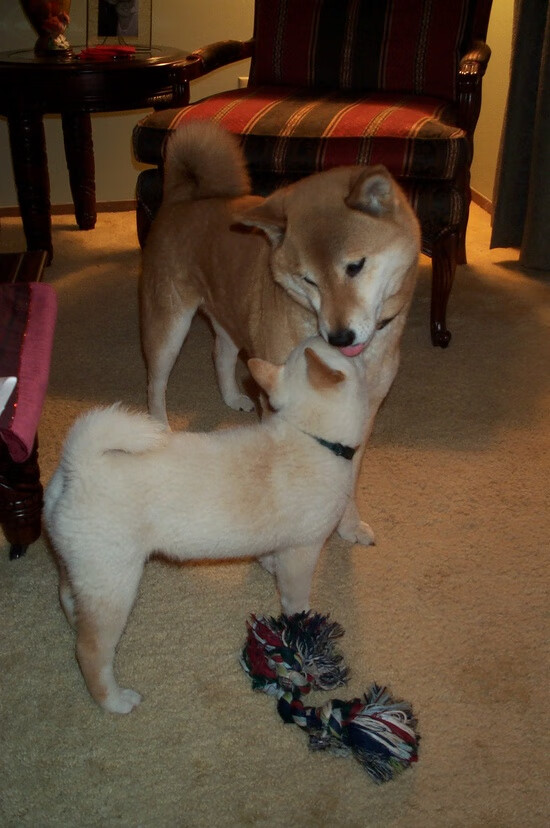 MILANSPORT入口-那不勒斯中路突破精准切入得分区域，那不勒斯阵型图