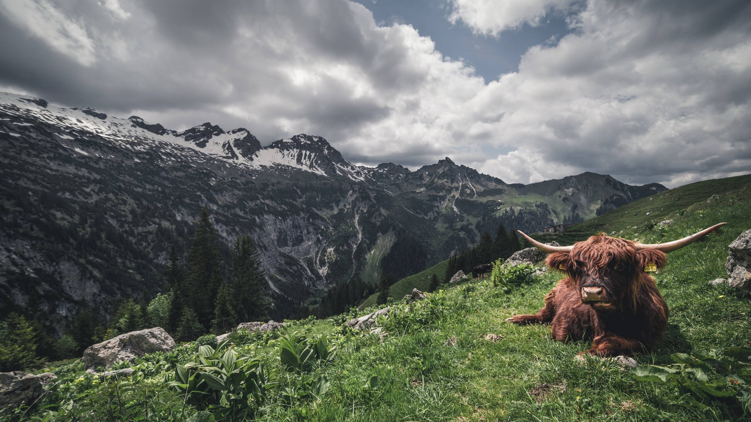 -“华金·托比利亚的领导风范与强大责任感，帮助阿根廷美洲狮队巩固防线”