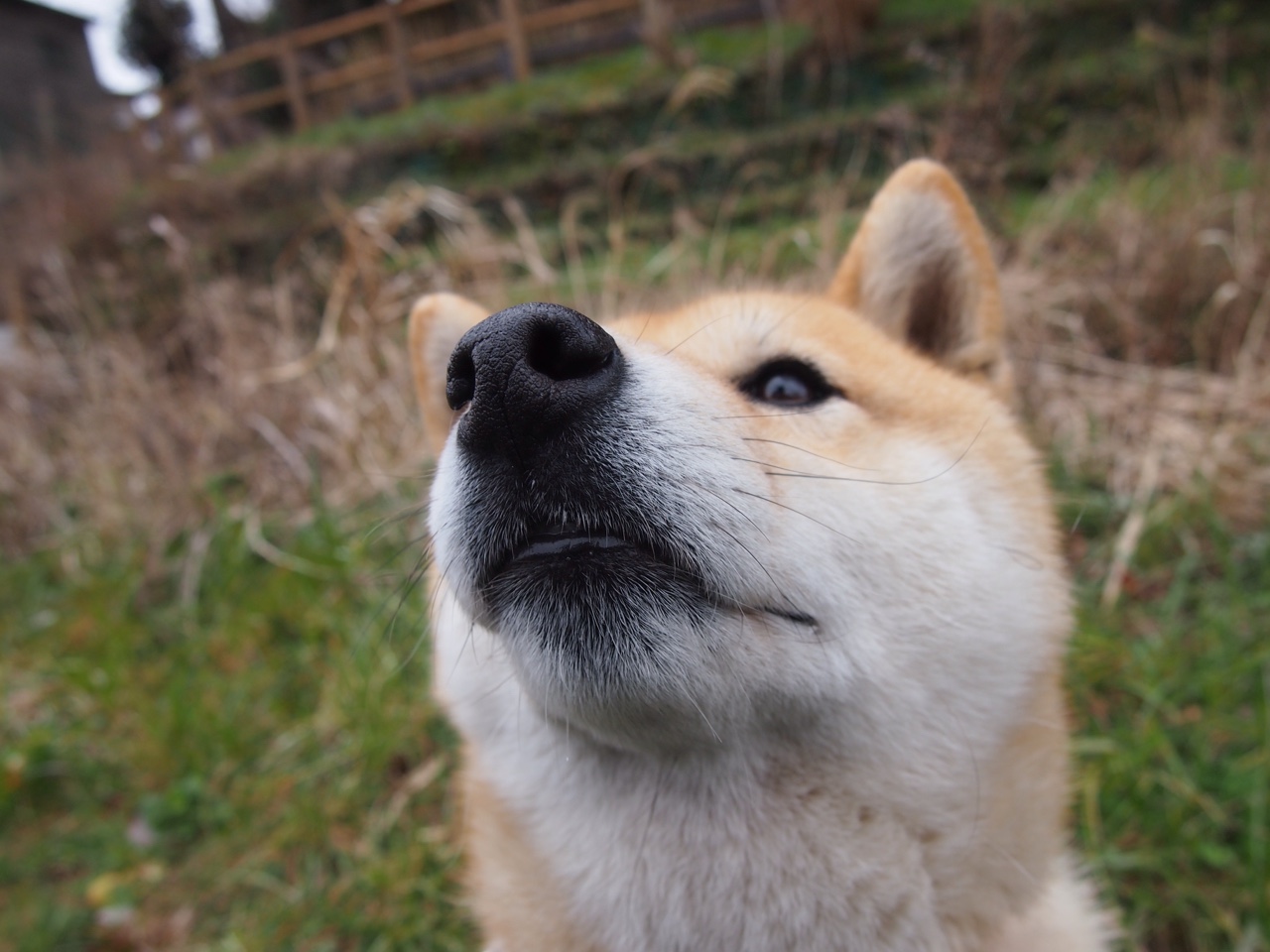 AC米兰-“费尔南多·比亚尔巴的传球与踢球技巧，助力美洲狮队突破瓶颈”