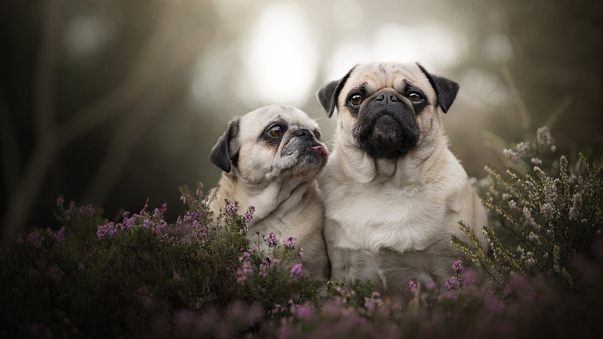 Milan Sports-世界杯高光瞬间：经典进球、神级扑救不断！，世界杯精彩十大进球