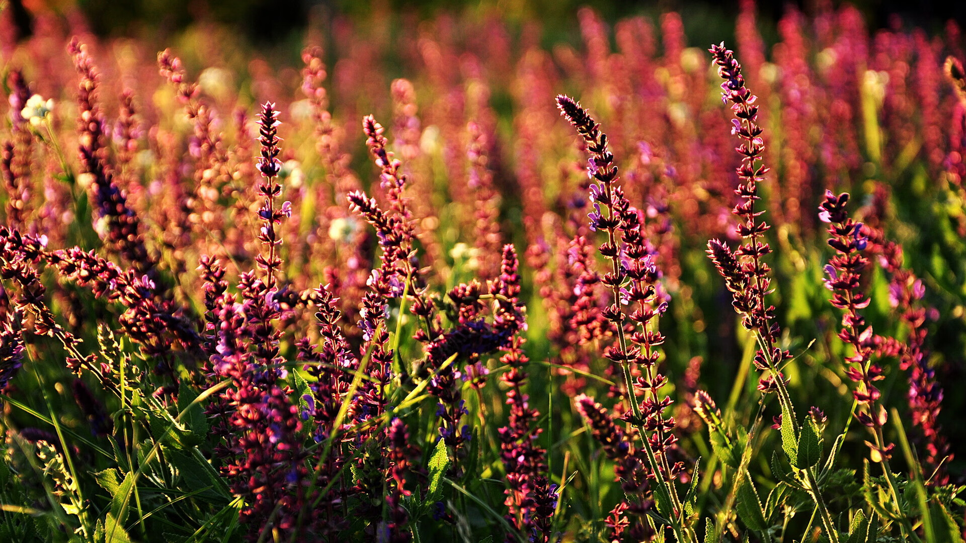 米兰体育官网-乔·莫伊：全黑队“钢铁防线”，scrum中屡屡压制对手