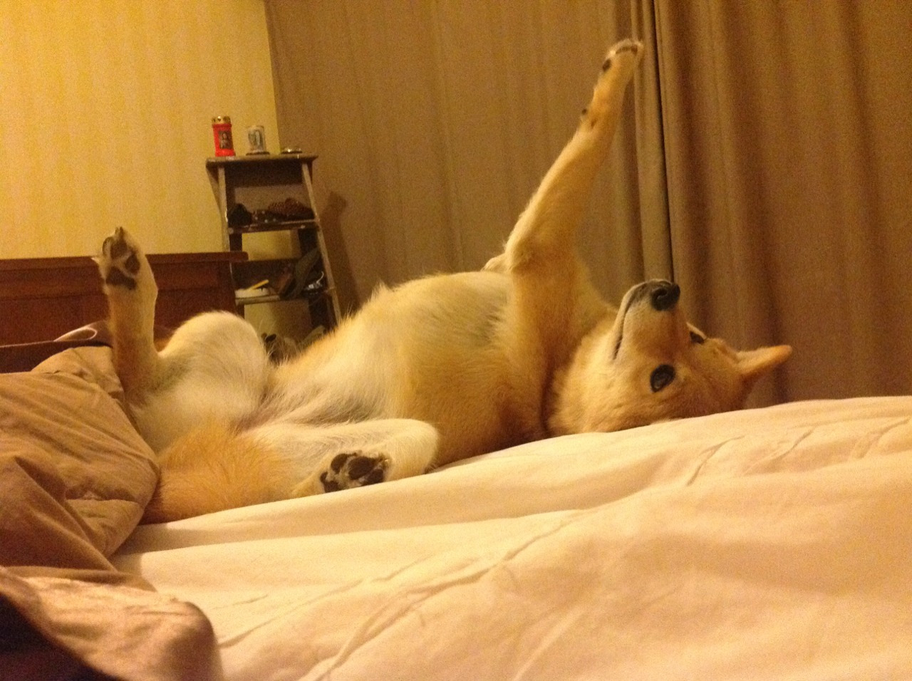 MILANSPORT下载-欧洲杯新星崭露头角:未来之光闪耀全场,2021欧洲杯猜想