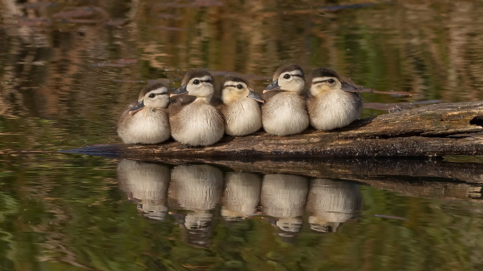 MILANSPORT下载-法国新一代天才崭露头角,球队未来可期