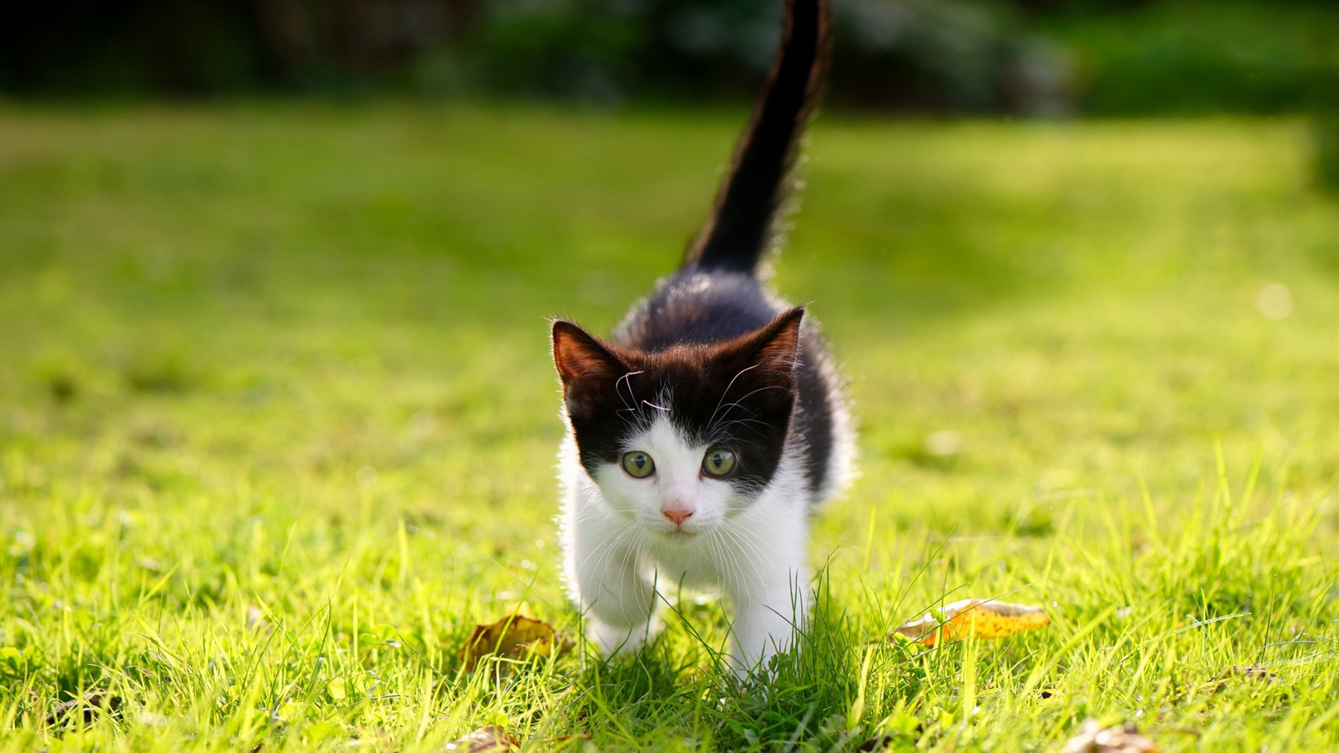 米兰登录入口-精英选拔机制更加透明，选聘精英5步法