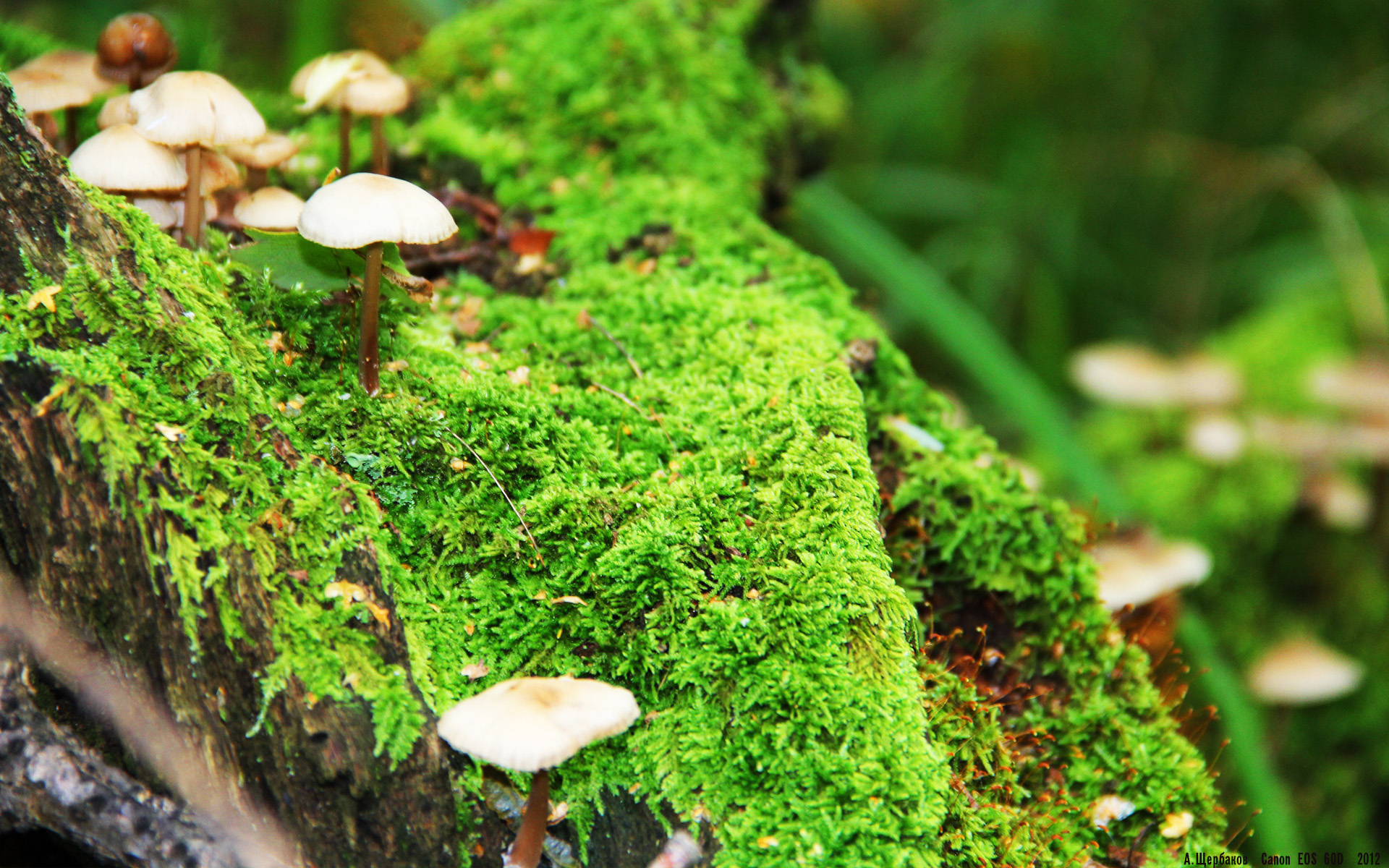 Milan Sports-蛙泳冲刺波兰节奏精准掌控，蛙泳波娃