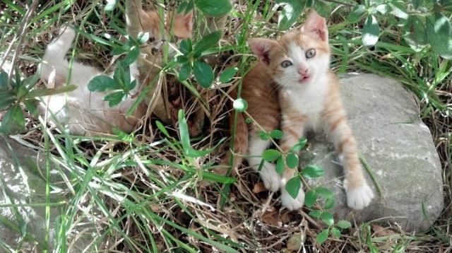 米兰体育-西甲明星对决：天赋与努力的完美交融，西甲明星球员
