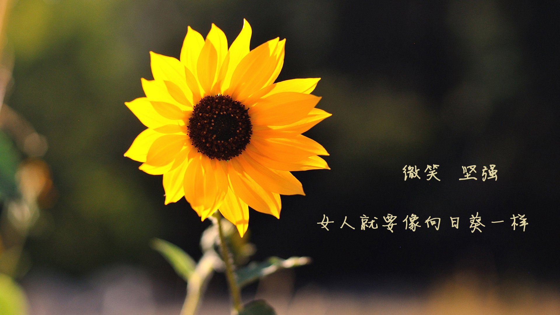 MILANSPORT入口-西甲豪门激战：技战术博弈，精彩纷呈！，西甲豪门排名